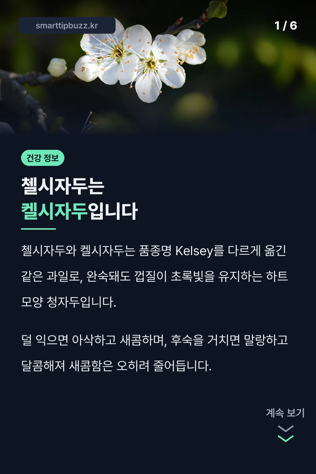 첼시자두는 켈시자두입니다