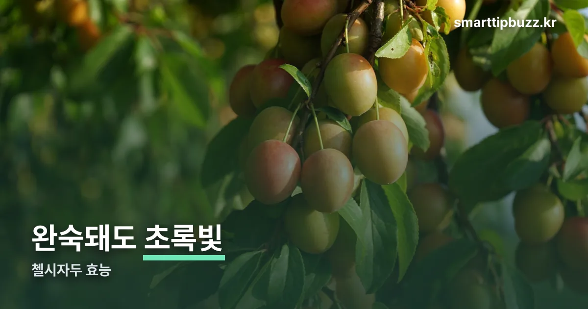 첼시자두 효능 정리 썸네일