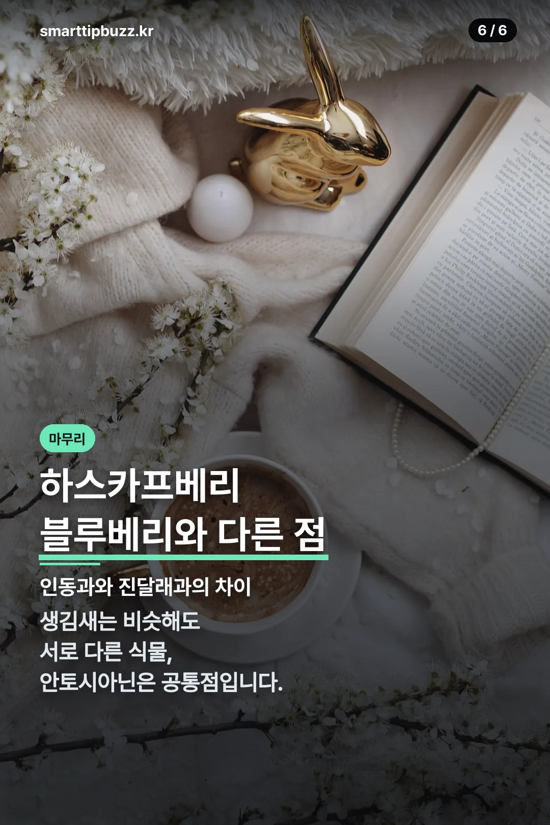 하스카프베리 마무리 정리