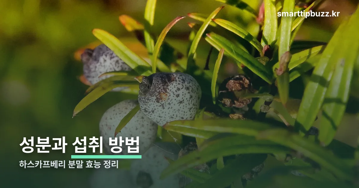 하스카프베리 분말 효능 정리 썸네일