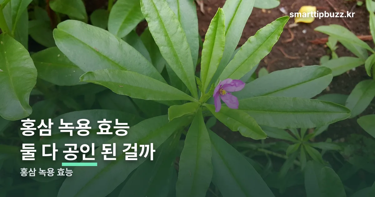 홍삼 녹용 효능 정리 썸네일