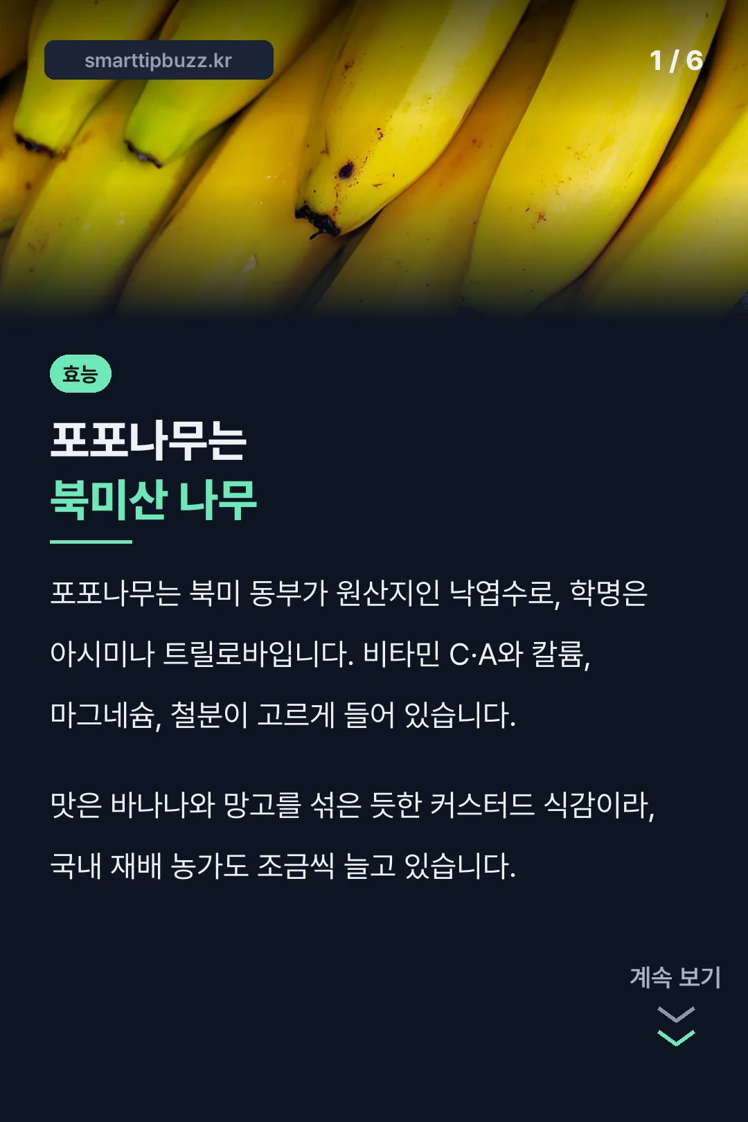 포포나무는 북미산 나무