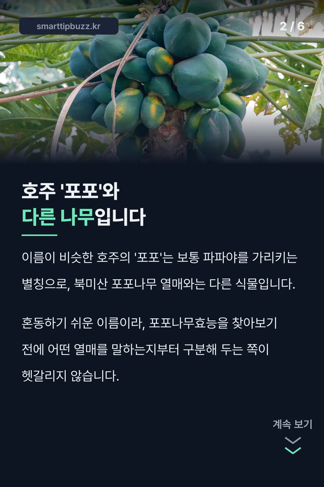 호주 포포와는 다른 나무