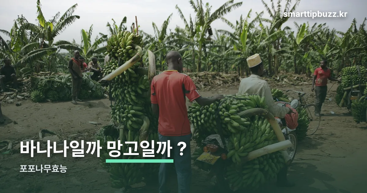 포포나무효능 정리 썸네일
